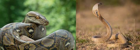 what kind of snakes are in china